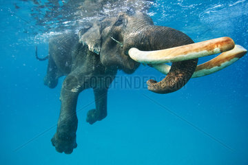 Asian Elephant swimming in sea - Andaman Islands India