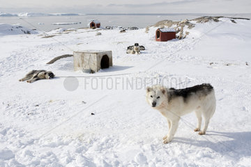 Greenland sled dogs on snow  Greenland