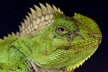 Portrait of Chameleon agama (Gonocephalus chamaeleontinus) female  Java  Indonesia