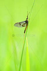 Mayfly (Ephemeroptera sp) on a blade of grass  Prairies du Fouzon  Loir et Cher  France