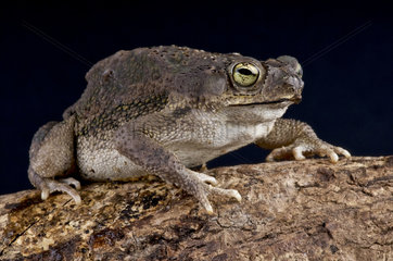 Small beaked toad (Rhinella granulosa)  Brazil