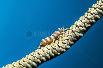 Commensal whip coral shrimp (Pontonides unciger)  Siladen  North Sulawesi  Indonesia