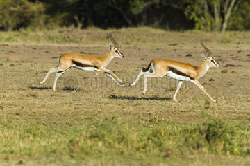 Thomson's gazelles running in the savannah - Masai Mara