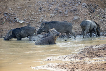 Indian Wild boars at the waterhole - Tadoba Andhari India