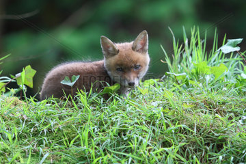 Young red fox in the grass - France Betagn