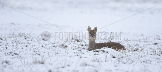 Chinese Water Deer laying in a snow covered meadow - GB
