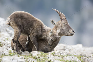 Alpine Ibex (Capra ibex) female and young cuddling  France