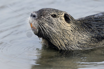 Portrait of Coypu in water - Alsace France