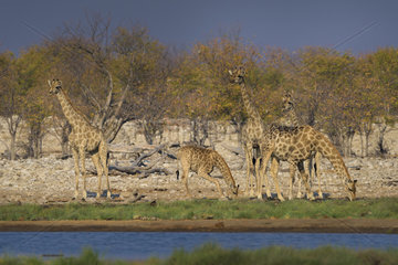 Giraffe (Giraffa camelopardalis) drinking  Namibia  Etosha national park