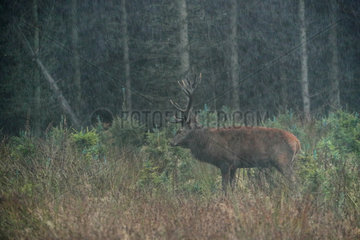 Red Deer (Cervus elaphus) male in rain in a clearing  Walloon Fens  Ardenne  Belgium