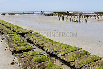 Oyster farm in Bricqueville-sur-Mer  Normandy  France