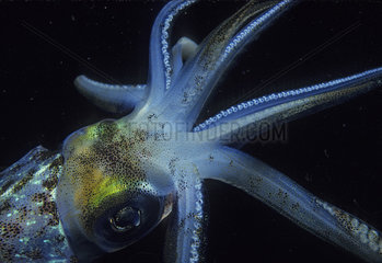 Common squid