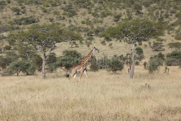 Giraffe walking in the savanna - Serengeti Tanzania