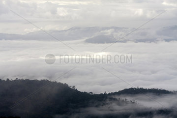 Fog on the Atlantic Forest - Serra Bonita Bahia Brazil