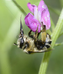 Anthophora bee (Anthophora aestivalis) female on a flower  Regional Natural Park of the Vosges du Nord  France