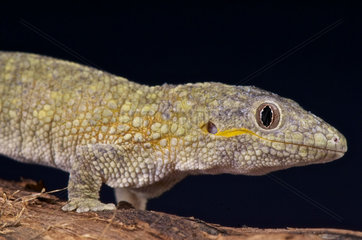 Chameleon gecko (Eurydactylodes agricolae)  New Caledonia