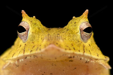 Portrait of Solomon island leaf frog (Ceratobatrachus guentheri)