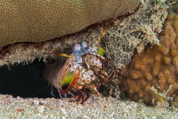 Mantis Shrimp in the reef - Cebu Philippines