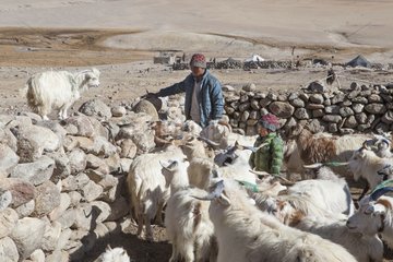 Boy with his father and herd of goats Pashmina  Surroundings of Korzok  Leh  Ladakh  Himalaya  India