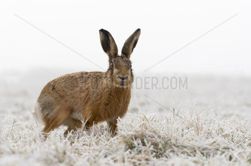 Brown hare (Lepus europaeus) Hare amongst Frozen grass  Aston Clinton  England  Winter