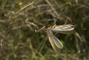 Praying mantis trapped in a cobweb - France