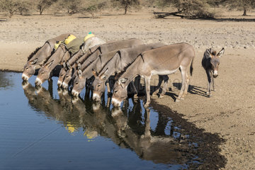 Masai donkeys at a waterpoint  lake Magadi  Kenya
