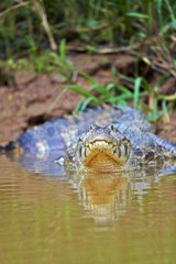 Jacare caiman on a river bank - Mato Grosso - Brazil