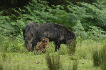 Wild boar (Sus scrofa) and young sucking  Ardenne  belgium