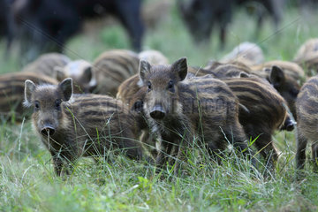 Wild boar (Sus scrofa)  piglets  Alsace  France