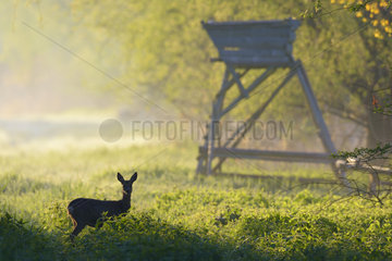 Western Roe Deer (Capreolus capreolus)  Female  In Background a Hunting Blind  Hesse  Germany  Europe