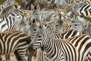 Grant's zebras on the banks of the Mara River - Maasai Mara