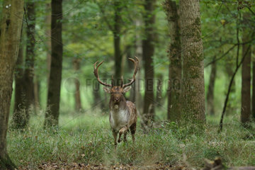 Fallow deer (Dama dama) male in Illwald forest  Alsace  France.