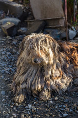 Dog with dreads - Ushuaia Patagonia Argentina
