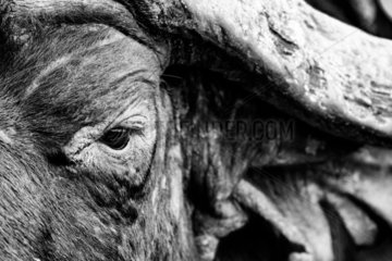 African Buffalo (Syncerus caffer) close-up of eye  Kruger  South Africa