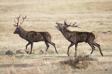Red deer (Cervus elaphus)  two stags in rut  Spain