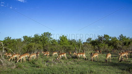 Common Impalas (Aepyceros melampus)  herd grazing in savanna  Kruger National park  South Africa