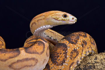 Scaleless rat snake (Pantherophis guttata)