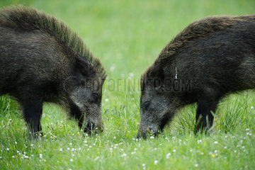 Wild boar (Sus scrofa)  Ardenne  belgium