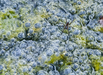 Spider chasing from air bubbles trapped by algae in a small lake. Albarracín Aragon  Spain