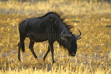 Blue Wildebeest (Connochaetes taurinus) at sunset in the Kalahari  Kgalagad Transfrontier Park  North Cape  South Africa