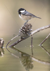 Coal Tit (Periparus ater) on a branch of Pine in water