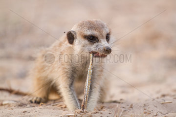 Meerkat eating a Snake - Kalahari South Africa