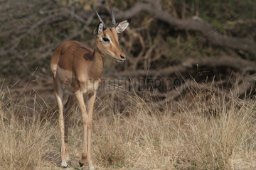 Impala walking in the savannah - South Africa