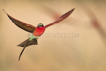 Carmine bee-eater (Merops nubicoides)  in flight  breeding colony at the Sambezi river  Namibia