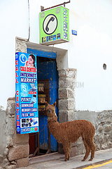 Alpaca in front of a grocery store in Cuzco  Peru