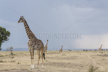 Girafe masai (Giraffa camelopardalis)  female and young  Masai-Mara Game Reserve  Kenya