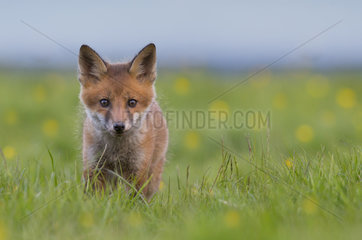 Cub Red Fox standing in a meadow at spring - GB