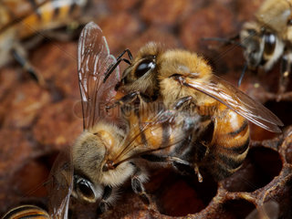 Honey bee (Apis mellifera) - A bee on a frame attacking a another bee from a neighbouring hive.