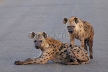 Spotted Hyena (Crocuta crocuta) at daybreak on the road  Kruger National Park  Mpumalanga  South Africa