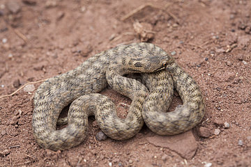 Southern Smooth Snake (Coronella girondica)  High Atlas  Morocco